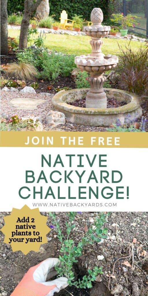 Join the Native Backyard Challenge - a free four-week email challenge starting May 1st. You'll learn about growing native plants with the ultimate goal of adding two native plants to your yard or garden!