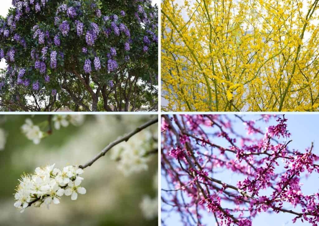 5 Native Flowering Trees of Texas Hill Country