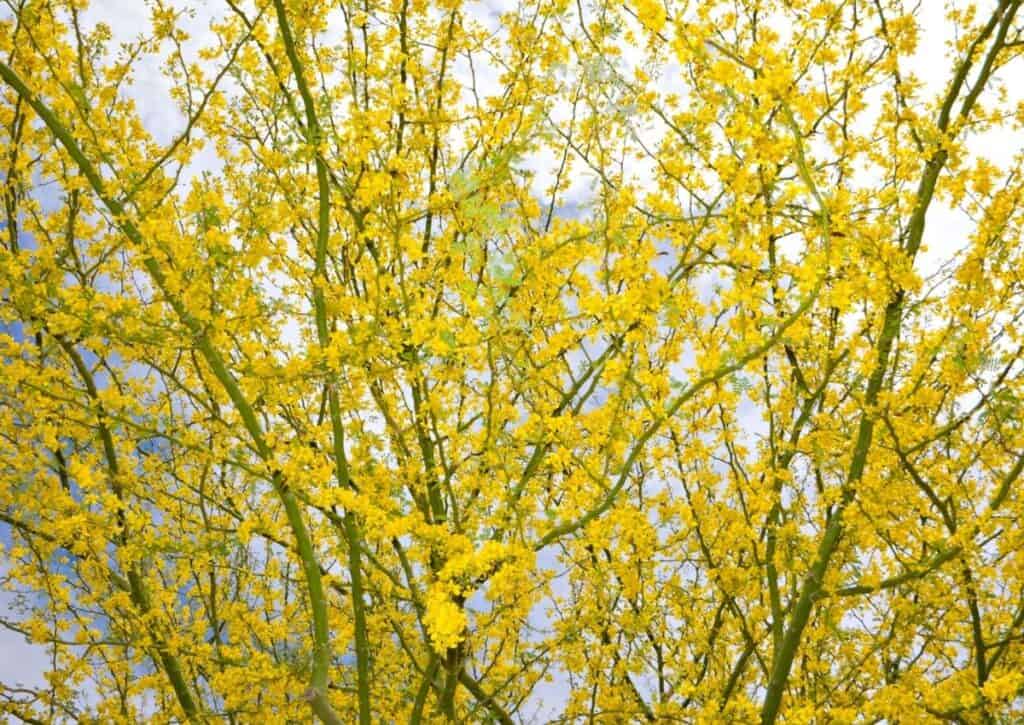 Retama or Palo Verde is known for its bright green branches and yellow flowers in spring.