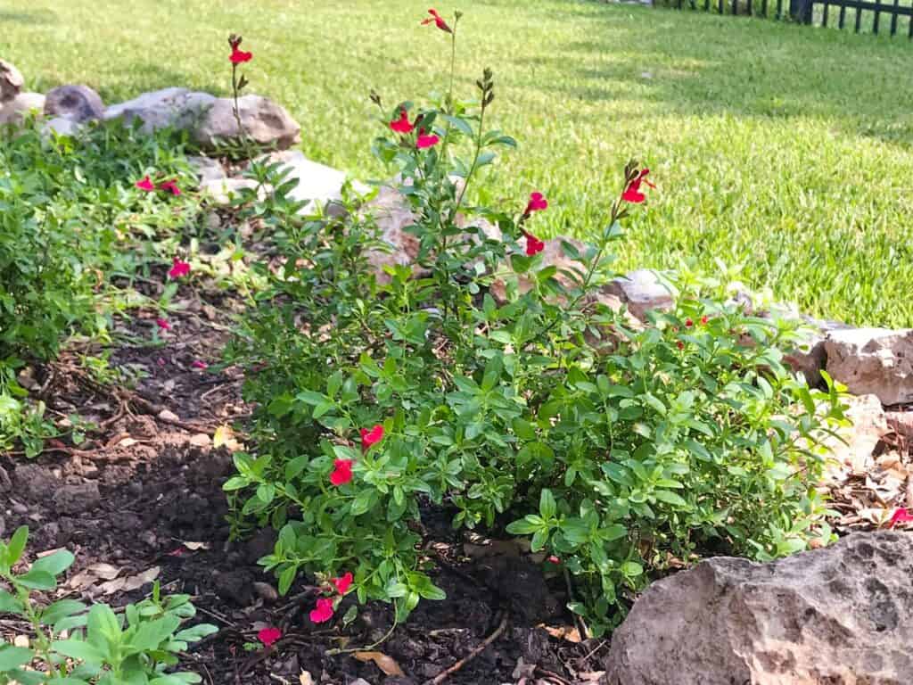 Salvia greggii (Autumn Sage) growing in a Texas native plant garden.