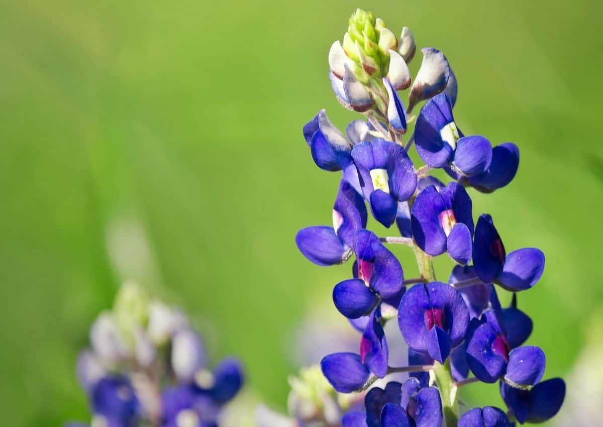 texas bluebells plant close up