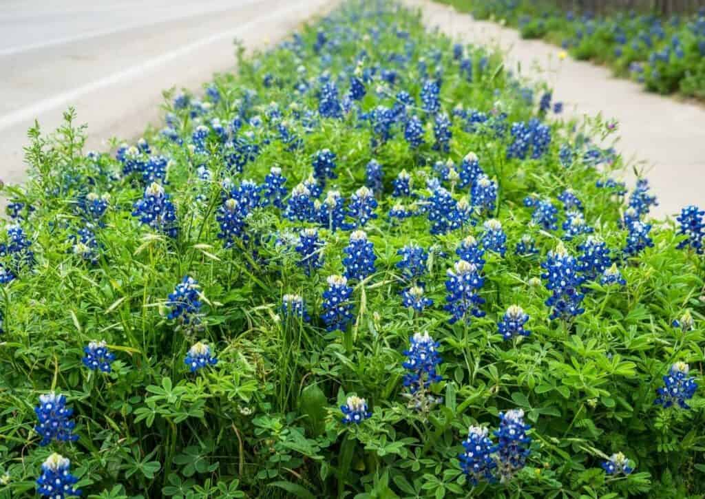 Texas bluebonnets growing between the sidewalk and road.