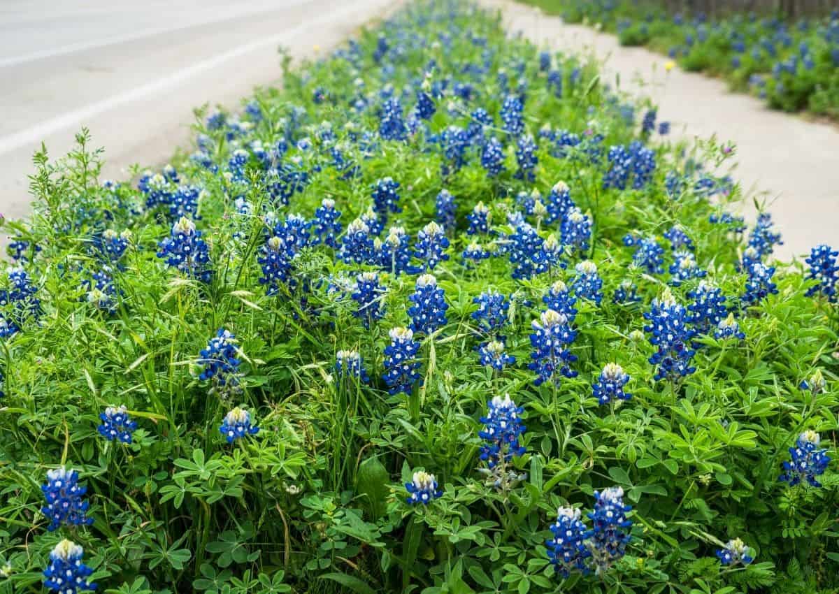 Top 10 Tips For Growing Texas Bluebonnets Native Backyards   Texas Bluebonnets 