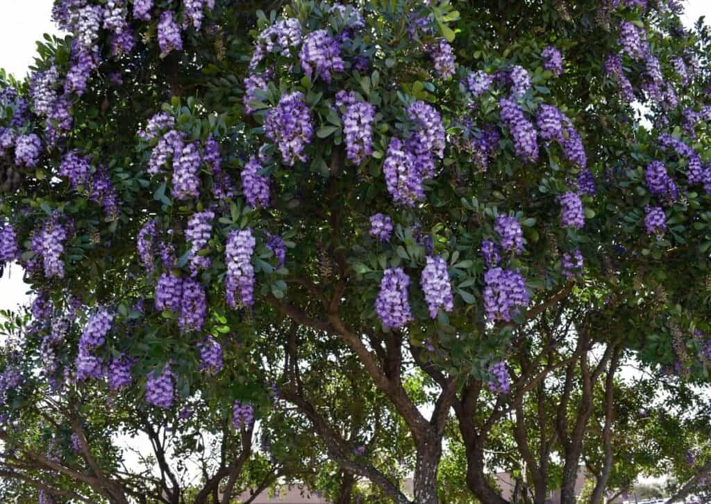 The Texas Mountain Laurel is one of the prettiest flowering trees of Texas.