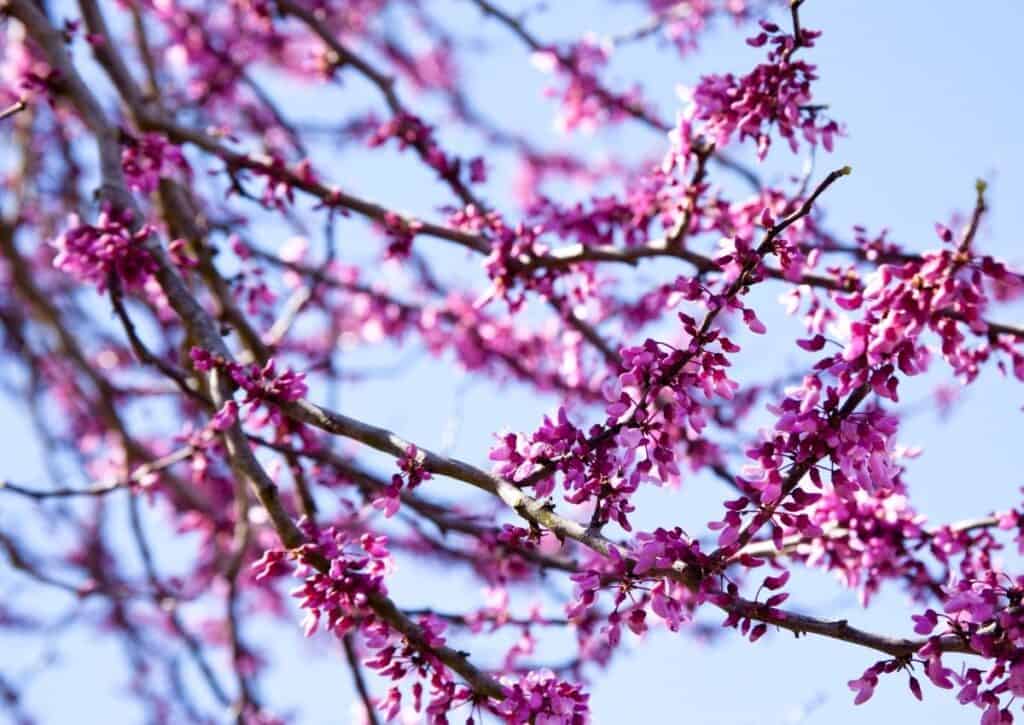 The Texas Red Bud is one of the most recognizable flowering trees of Central Texas.