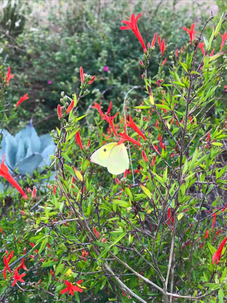 Butterfly on hummingbird bush (Flame Acanthus)