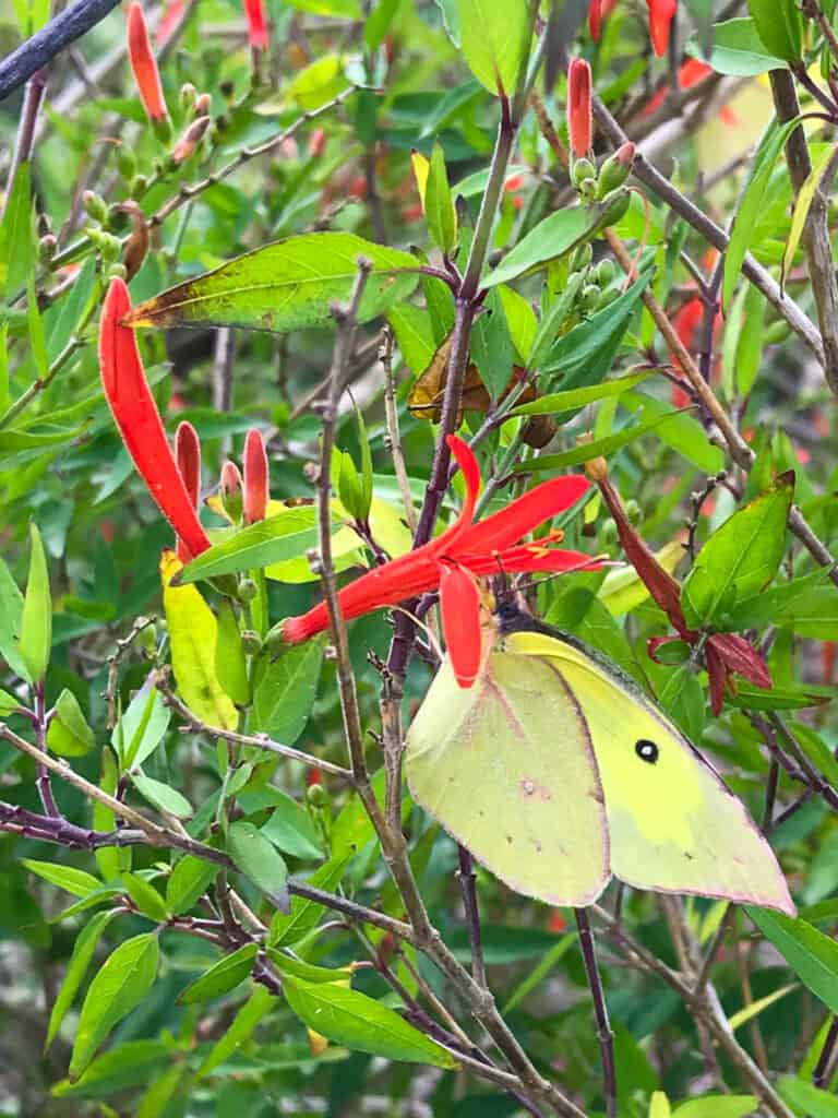 Hummingbird bush flower 