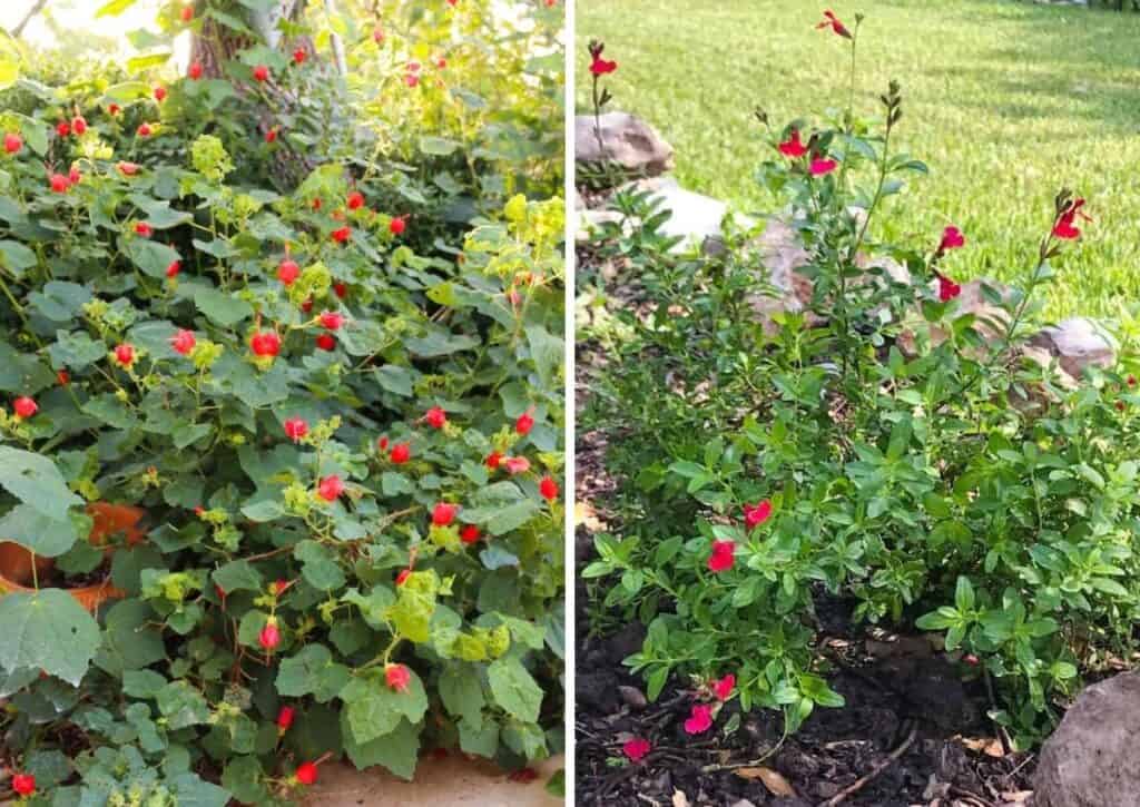 Turk's Cap and Autumn Sage - two Texas native plants that attract hummingbirds