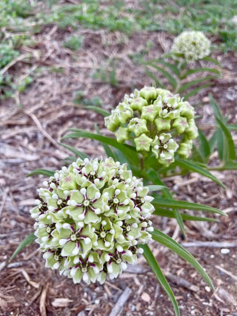 Antelope Horn milkweed is a great monarch butterfly host plant.