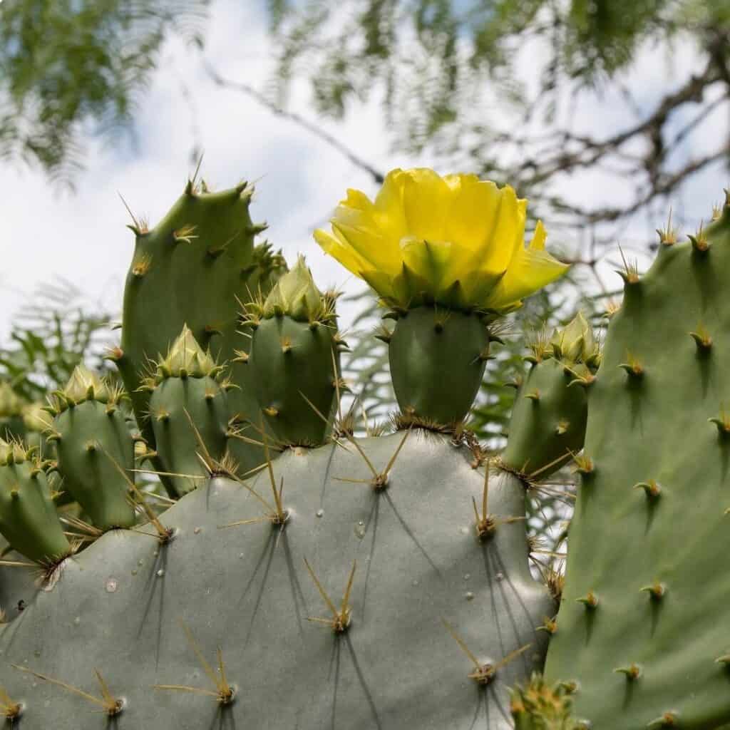 Prickly pear cactus is a good pollinator plant.
