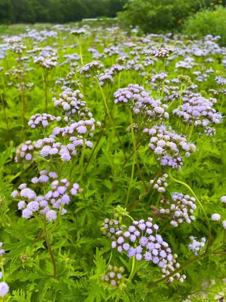 Gregg's Mistflower (Conoclinium greggii) a Butterfly Native