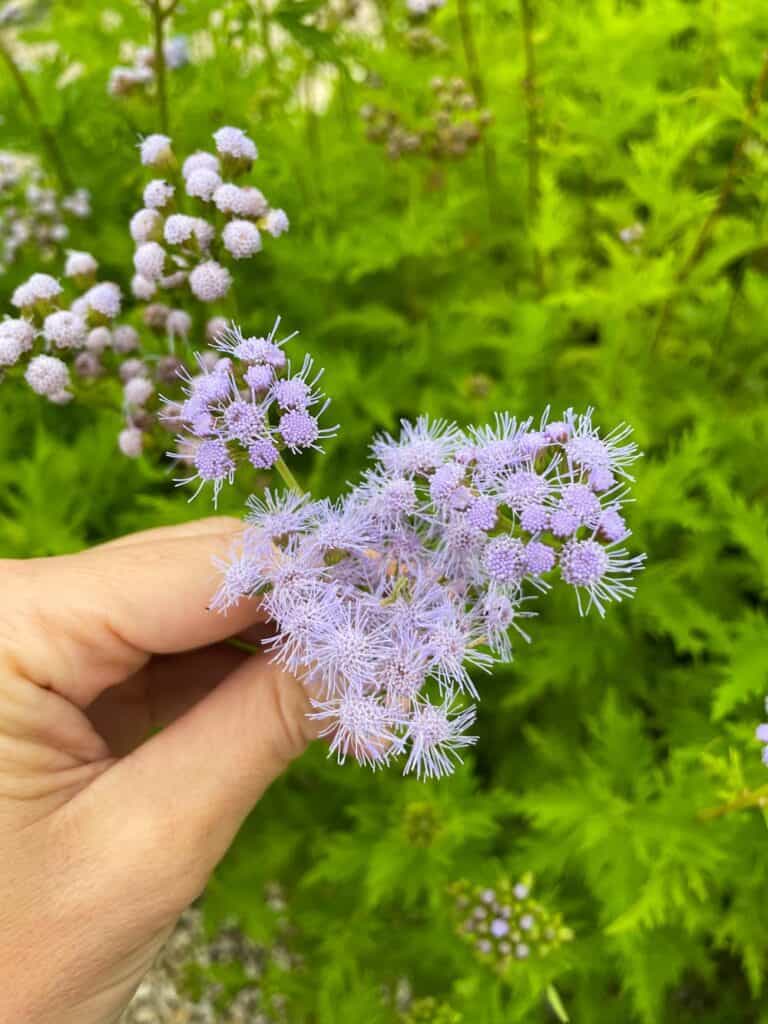 Greggs Mistflower has fluffy clusters of light purple / blue flowers.