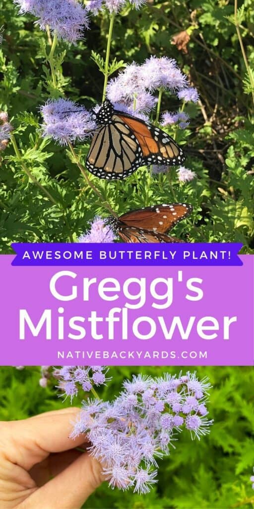 Greggs Mistflower with monarch butterfly