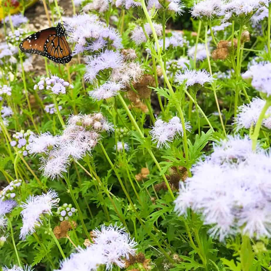 Monarch on Gregg's Mistflower