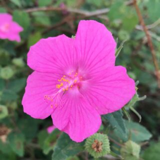 5 Great Reasons to Try Rock Rose in Your Garden - Native Backyards