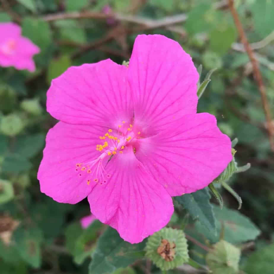 Hibiscus like flowers of the pink rock rose plant.