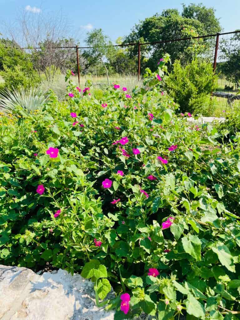 Rock rose plant