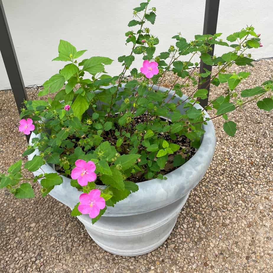 rose mallow plant