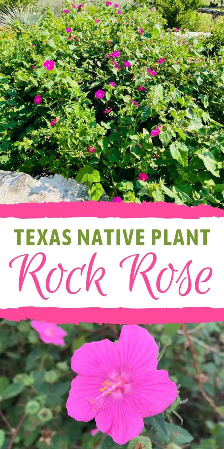 5 Great Reasons to Try Rock Rose in Your Garden - Native Backyards