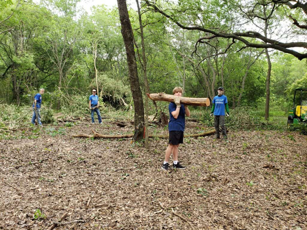 Cutting down privet trees.