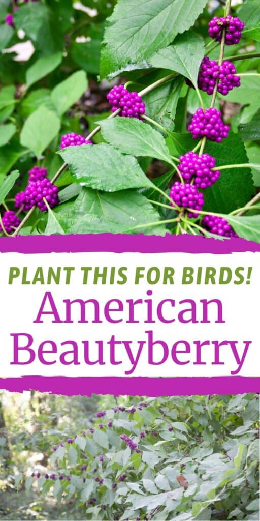 American Beautyberry shrubs can be a great specimen plant.