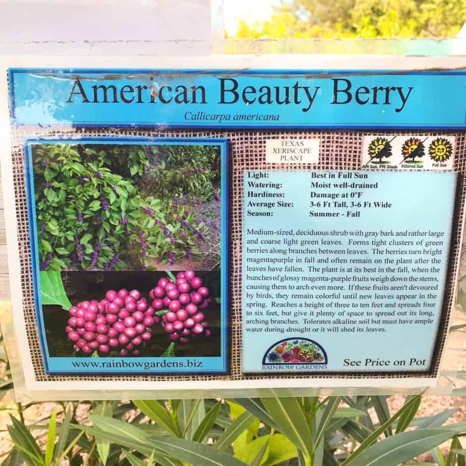 Look for American beautyberries at the nursery