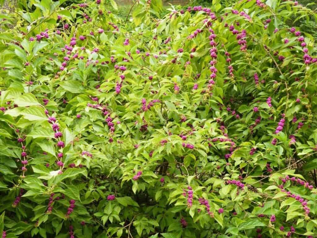 Sprawling beautyberry leaves