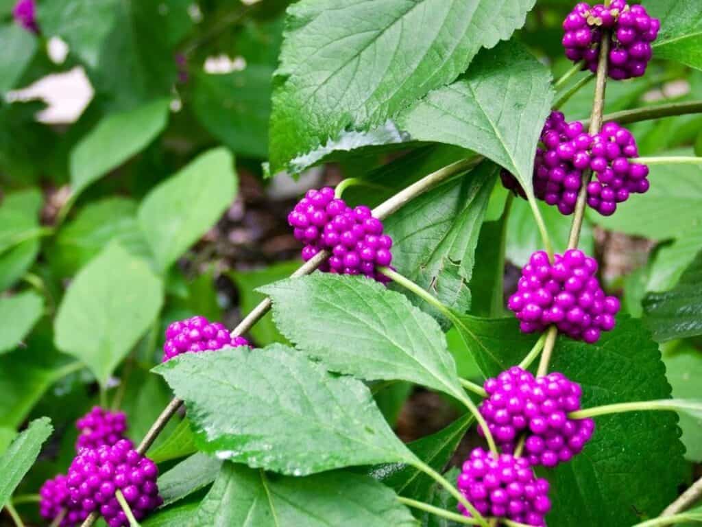 American Beautyberry bush with purple berries