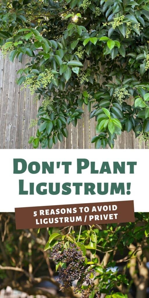 Don't plant ligustrum / privet! Here are five reasons to avoid this invasive plant.