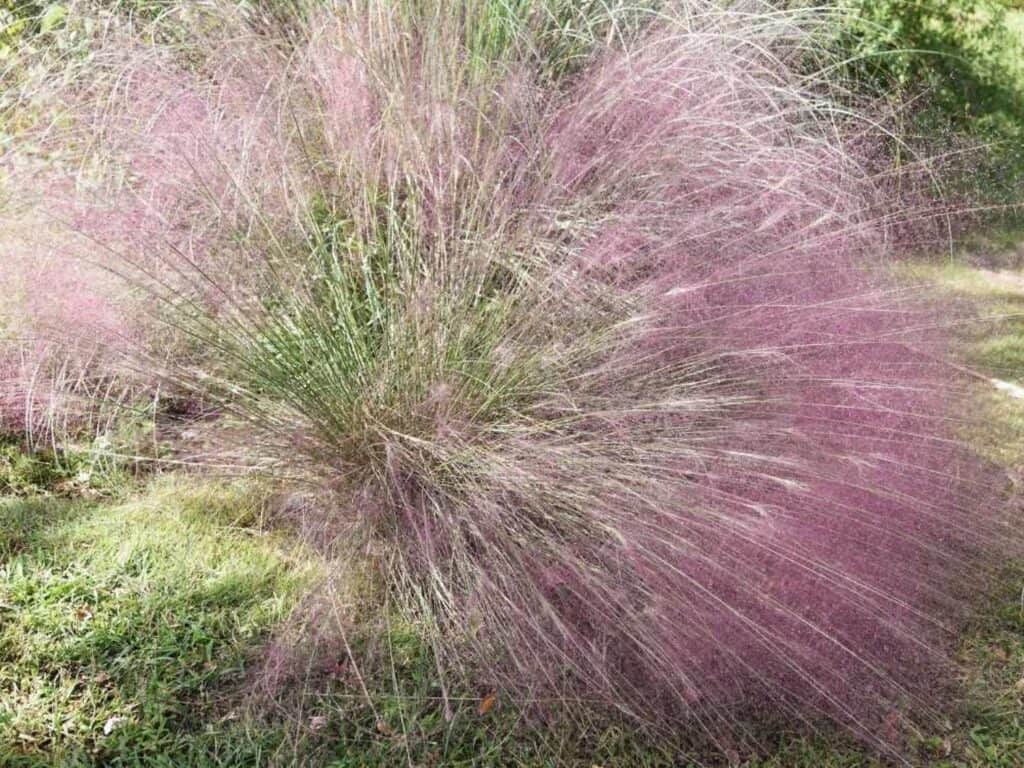 Muhly grass pink