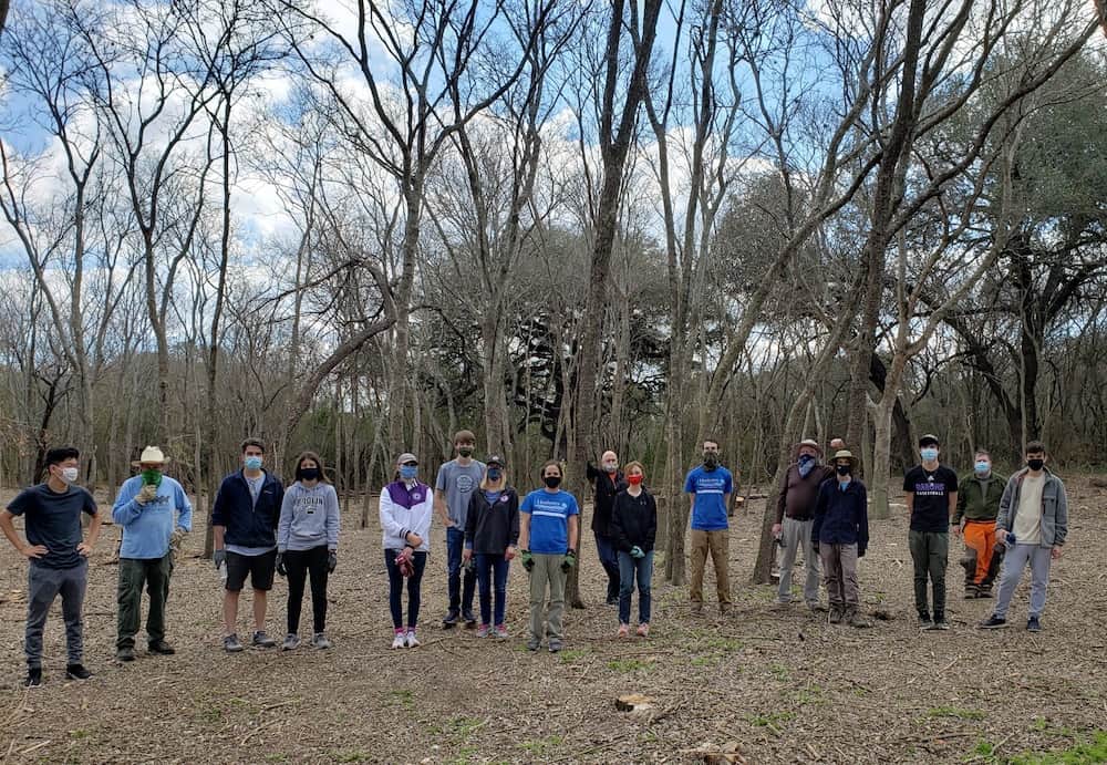 Volunteers removing invasive ligustrum / privet trees.