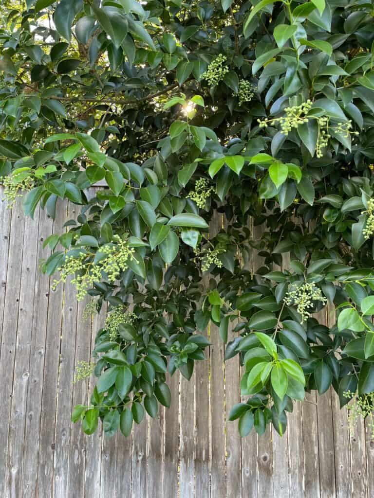 privet tree leaves