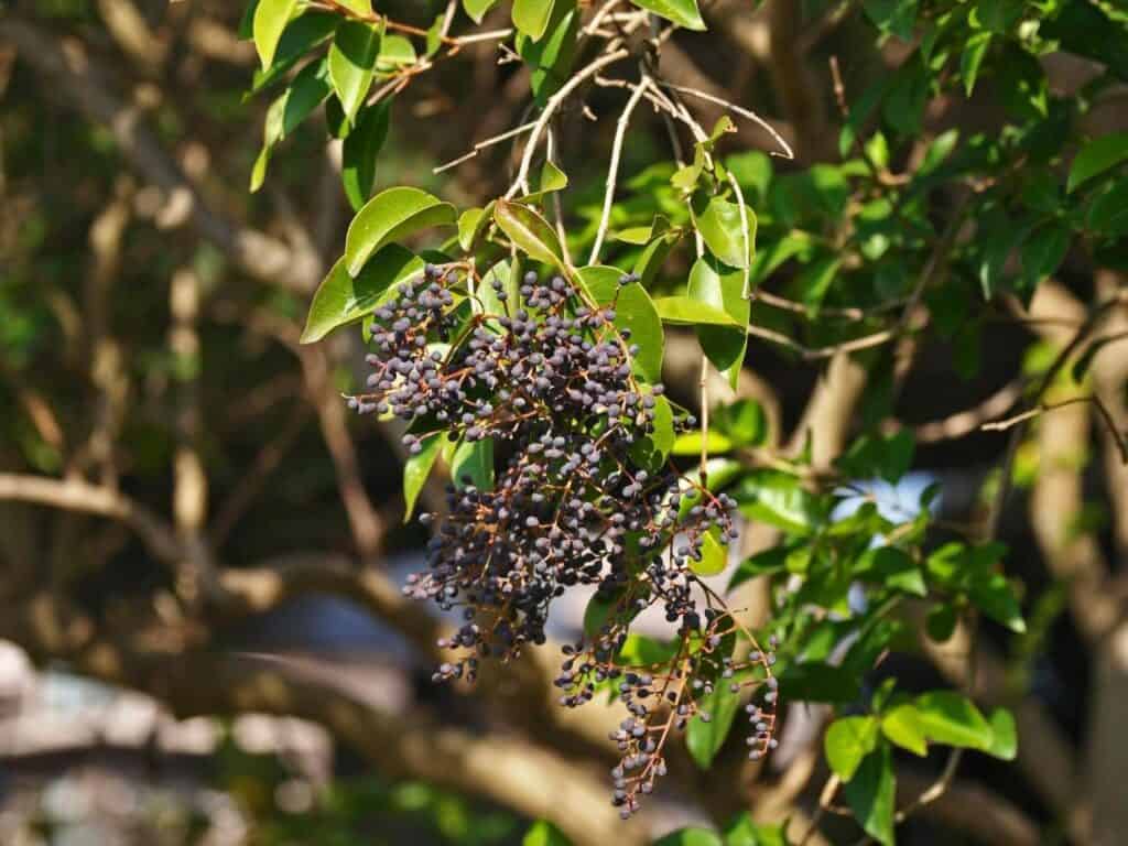 Purple fruit on Ligustrum (Privet)