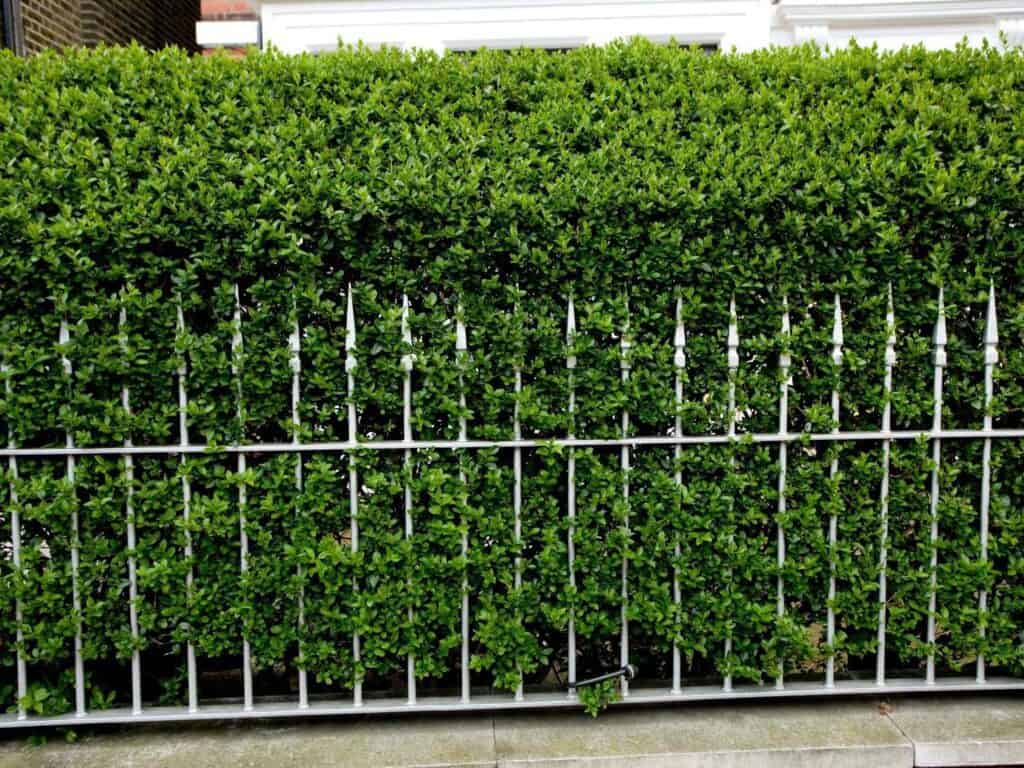 Hedge of ligustrum