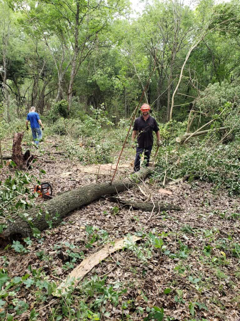 Cutting down ligustrum / privet trees in nature sanctuary.