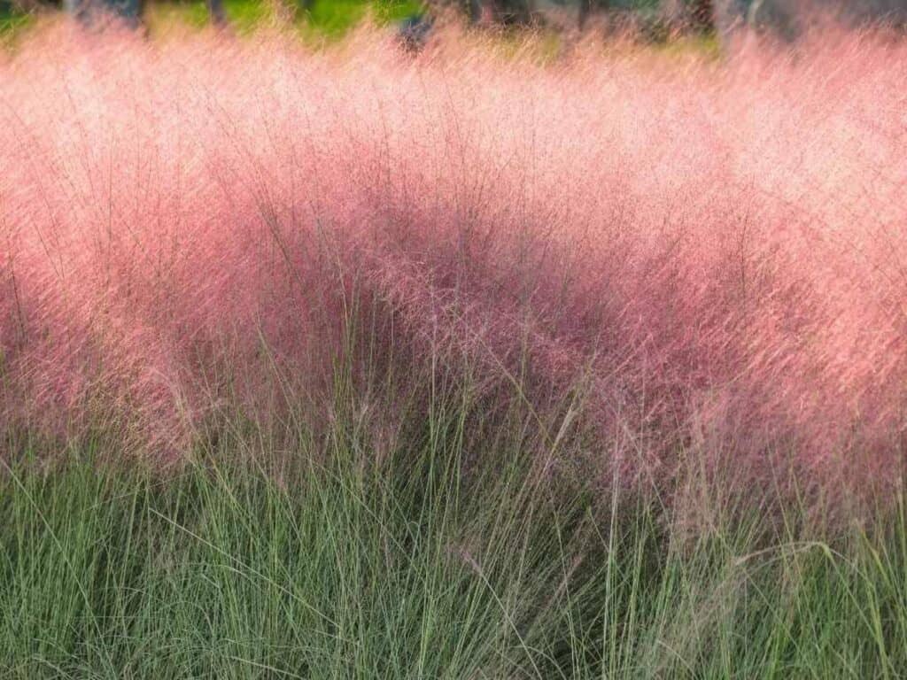 Pink Muhly Grass the Prettiest Native Grass   Native Backyards