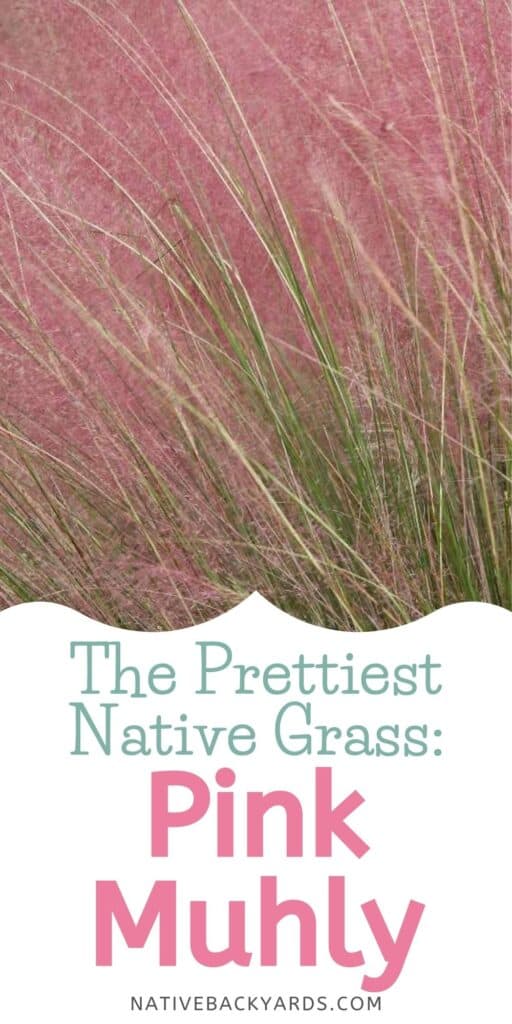 Muhly grasses