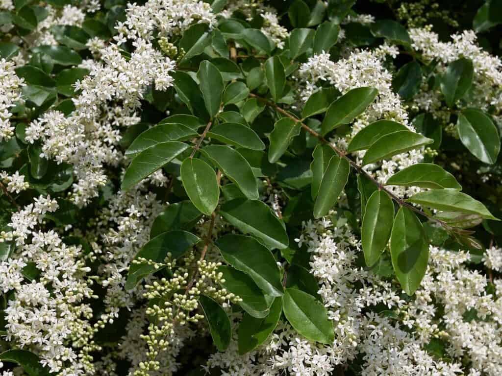 White flowers on ligustrum (privet)