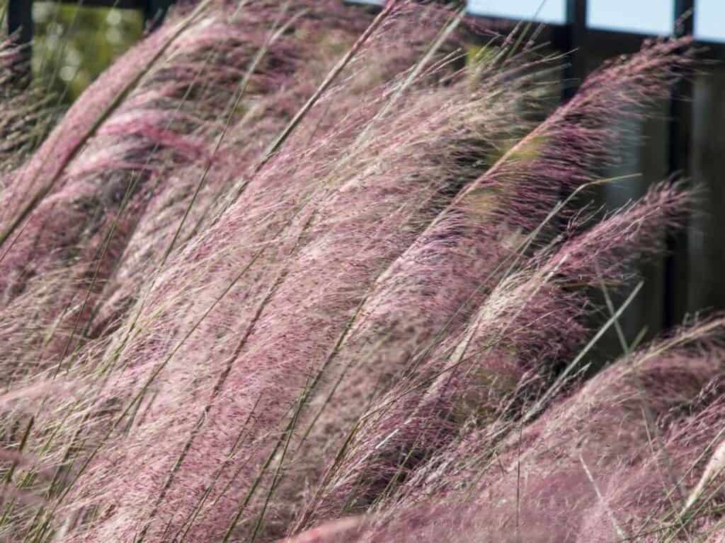 Muhly pink grass