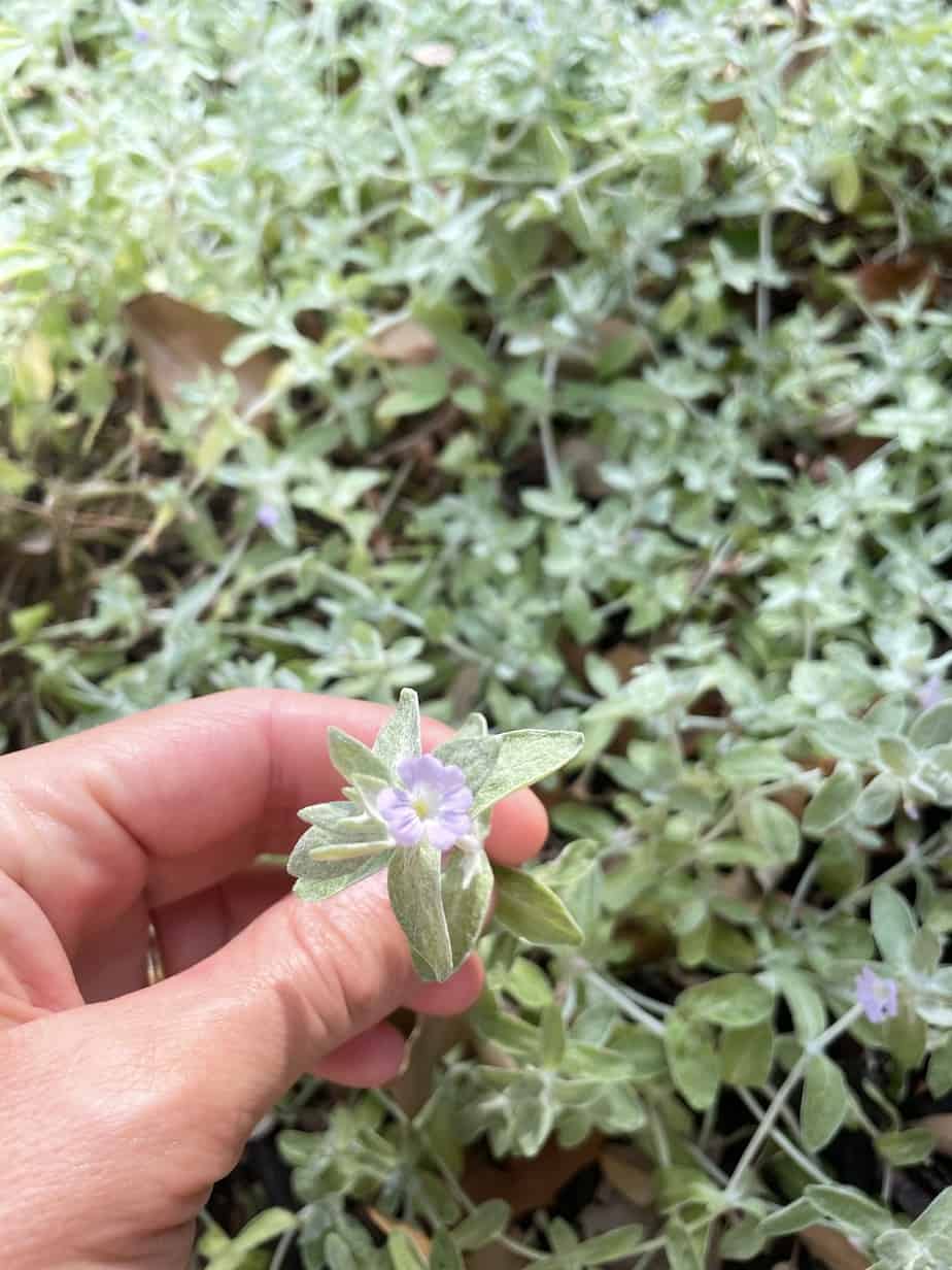 Top 15 Native Texas Plants to Grow Native Backyards