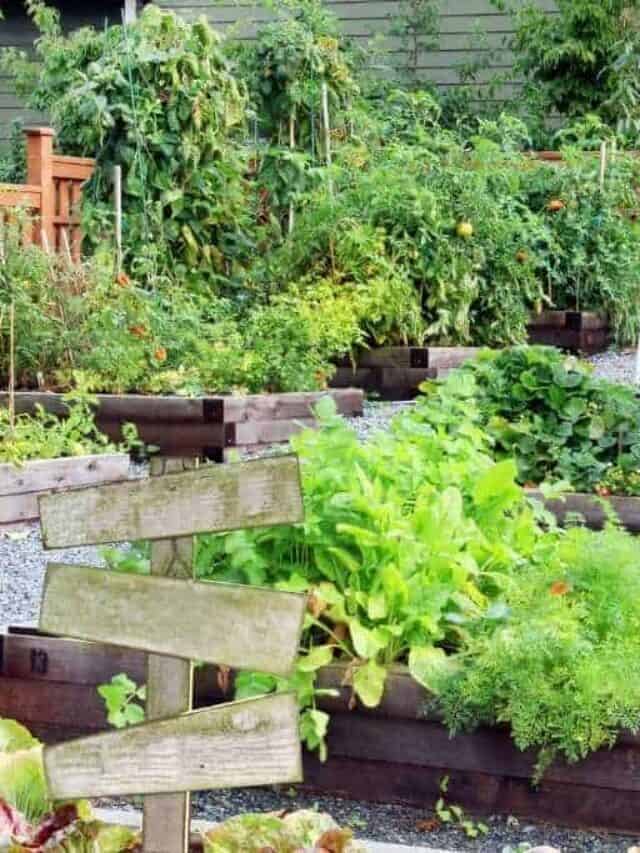 A New Approach to Backyard Gardening in 2024