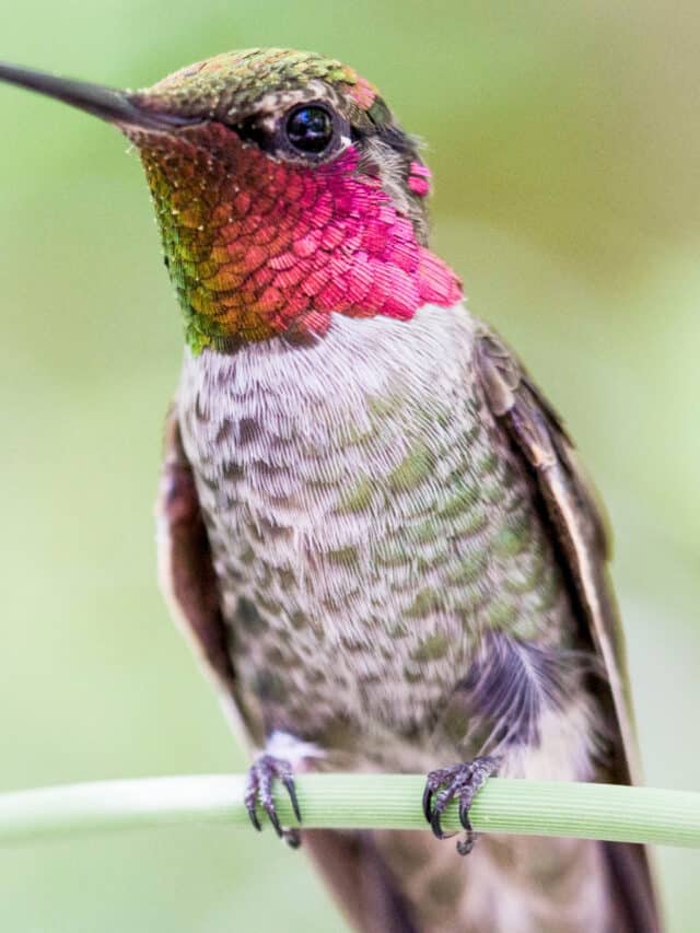 How to Attract Hummingbirds to Your Yard! - Native Backyards