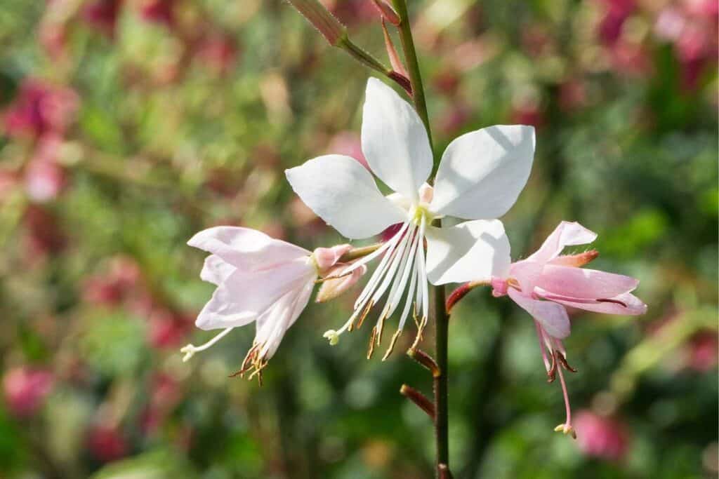 The Gaura lindheimeri flower