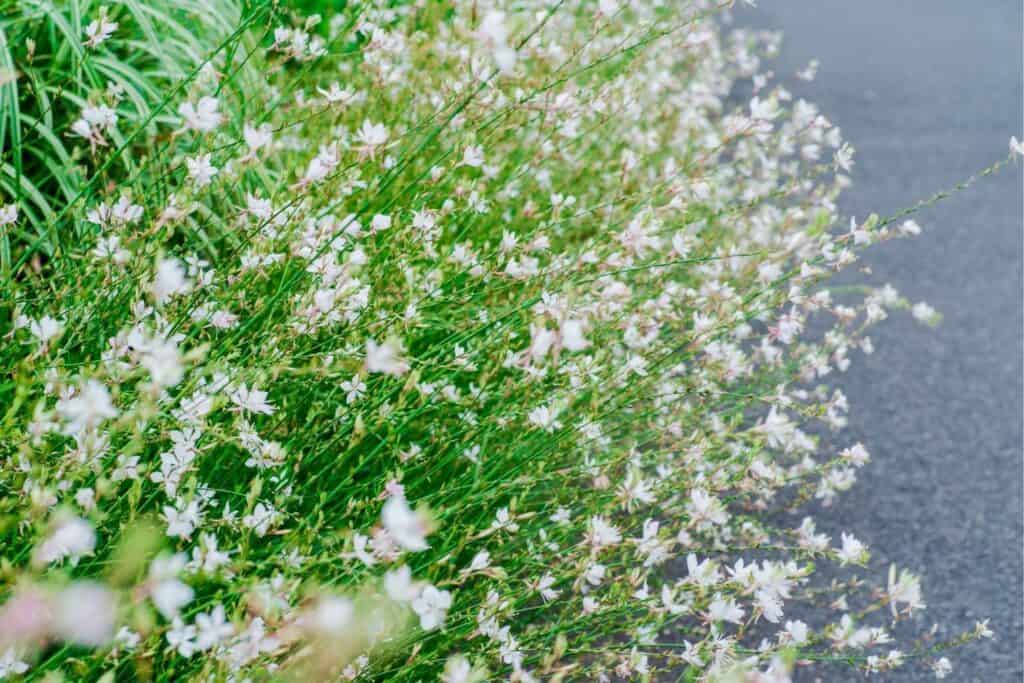 A colony of Gaura lindheimeri in a garden.