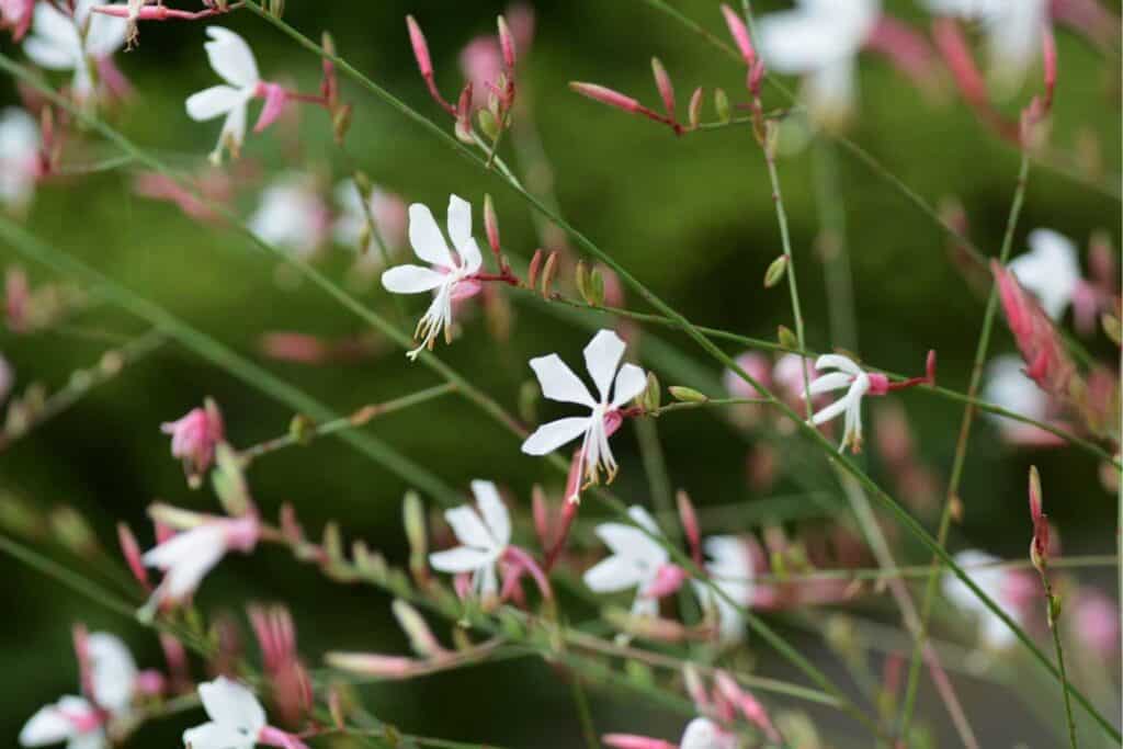 Gaura flowers