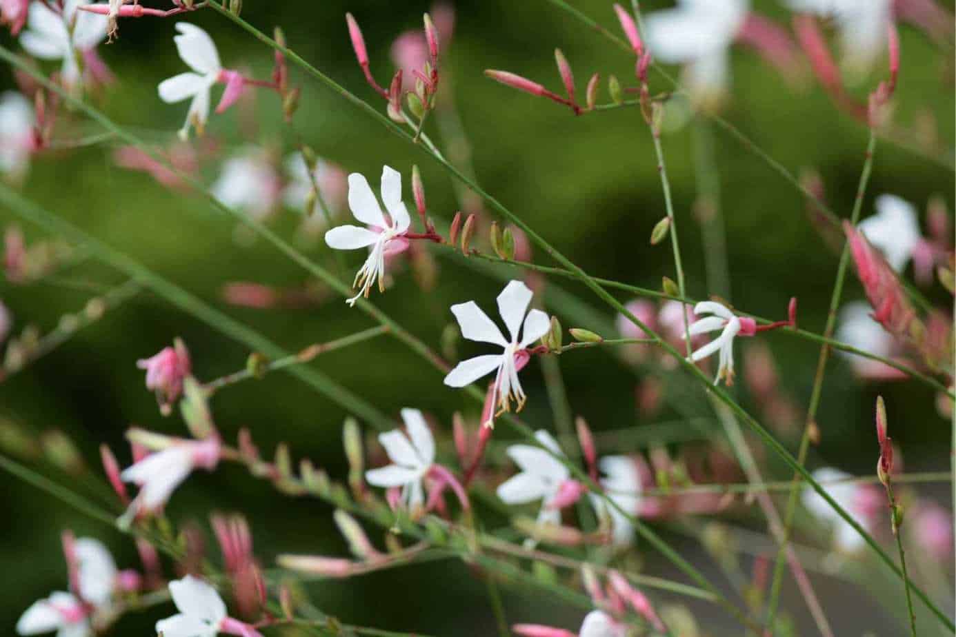 Butterfly Flower Gaura Lindheimeri