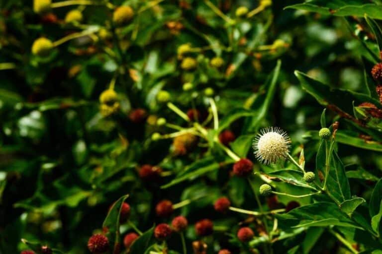 What Does A Buttonbush Look Like