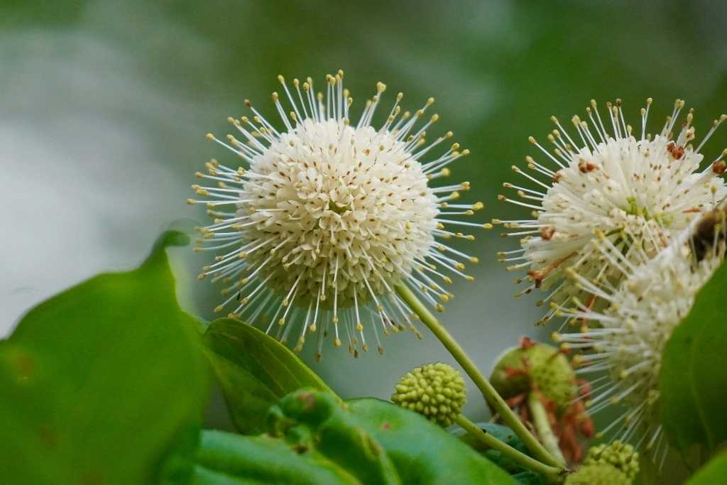 Buttonbush flowers 