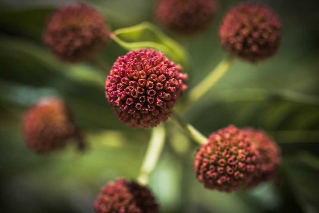 The burgundy fruits or seedheads on the Buttonbush flower.