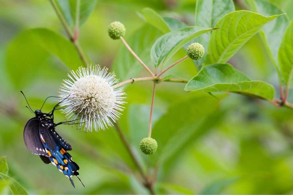 A pipevine swallowtail butterfly on Cephalanthus occidentalis (Buttonbush)